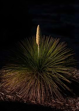 Xanthorrhoea plant with flower spike