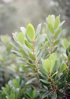 Green Leaves on a Branch