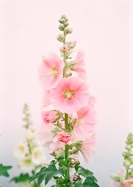 Pink Hollyhock Flowers