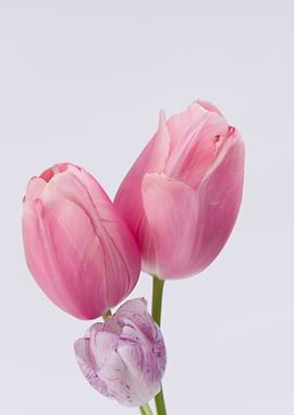 Three Pink Tulips