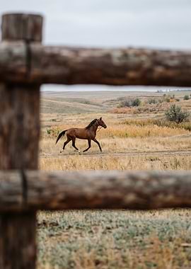 Horse running through a field