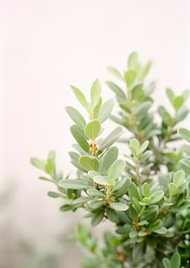 Green Leaves on a Branch