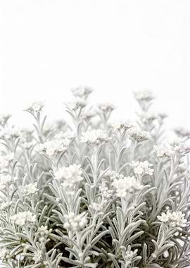 Delicate White Flowers on White Background