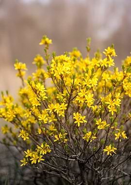 Vibrant Yellow Flowers in Bloom