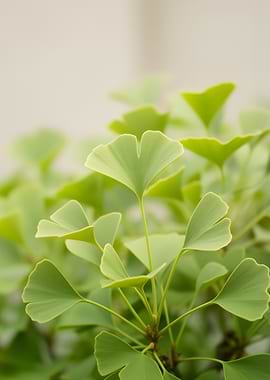 Ginkgo Leaves Close-up