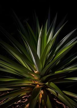 Pineapple Plant Leaves