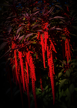 Red Amaranth Flowers