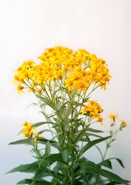 Cluster of Yellow Wildflowers