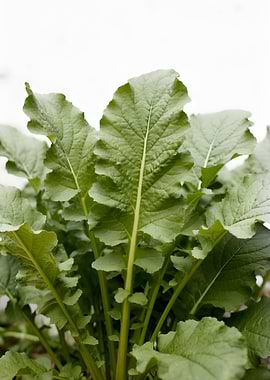 Green leafy vegetables in a garden