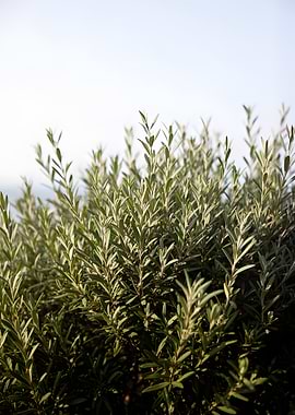 Green Bush Against Sky