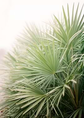 Close-up of Palm Fronds