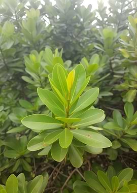Vibrant Green Leaves on a Bush