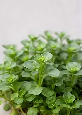 Close-up of Green Seedlings