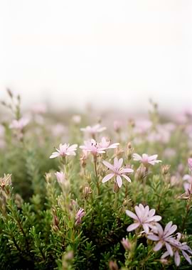 Delicate Pink Wildflowers in Soft Focus