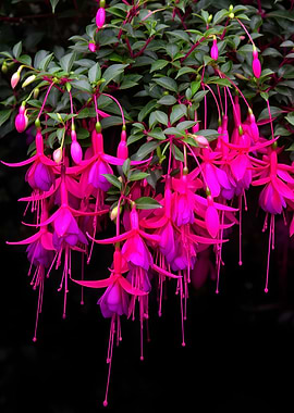 Hanging Fuchsia Flowers