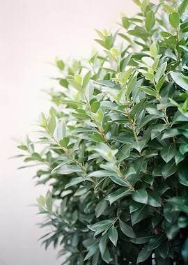 Lush Green Bush with Soft Background