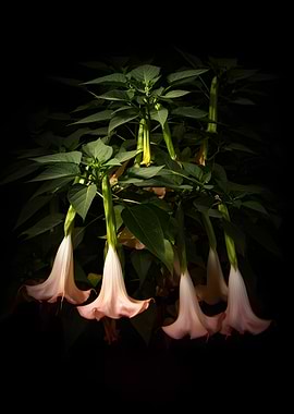 Angel's Trumpet Flowers