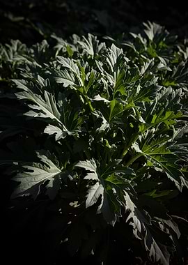 Lush Green Foliage in Sunlight