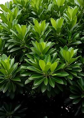 Lush Green Foliage of a Tree