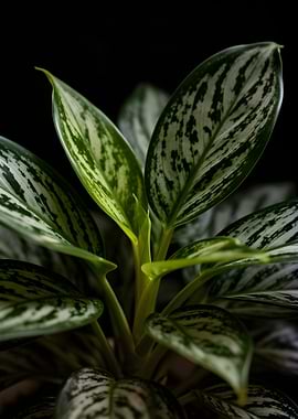 Aglaonema plant with patterned leaves