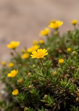 Small yellow wildflowers in bloom