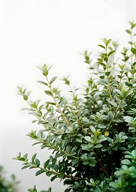 Green Boxwood Bush