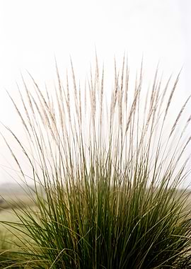 Tall Grass with Seed Heads