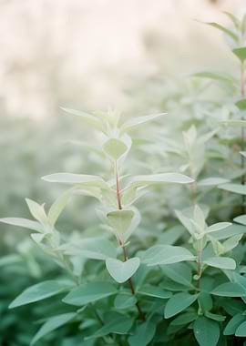 Soft Focus Green Leaves