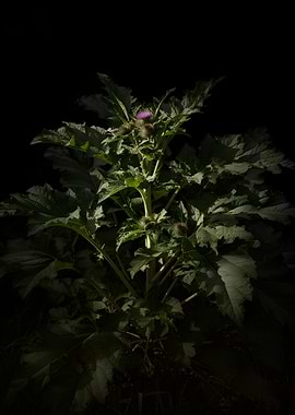 Thistle Plant with Purple Flower