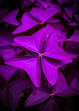 Vibrant Purple Shamrock Leaves