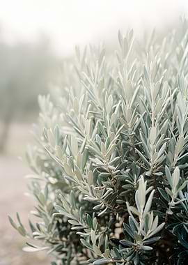 Close-up of Olive Tree Leaves