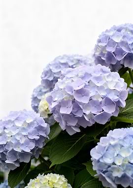Blue and Purple Hydrangeas