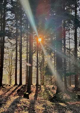 Sunbeams through a forest
