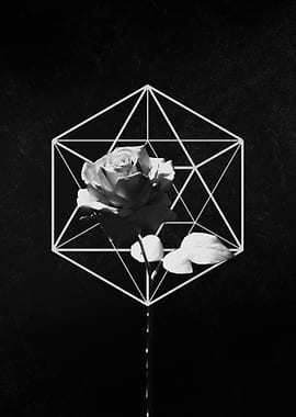 Geometric Rose on Black Background