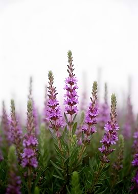 Purple Flowers in Bloom