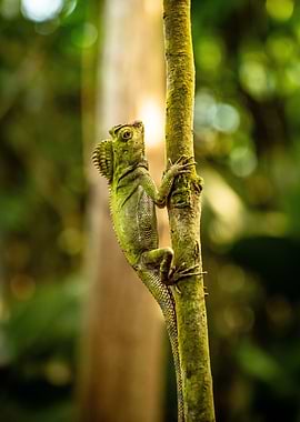 Green Lizard on a Tree Branch