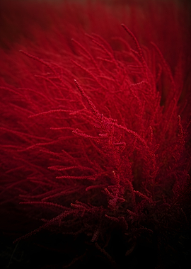 Vibrant Red Astilbe Flowers