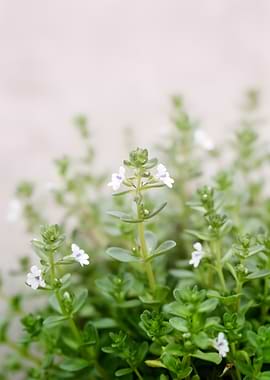 Tiny white flowers on green stems