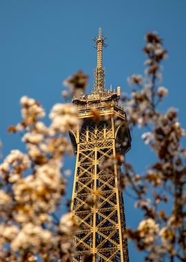 Eiffel Tower Through Blossoms