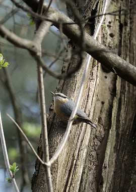 Nuthatch on a Tree Trunk