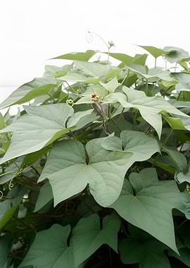 Green Vine with Small Flower