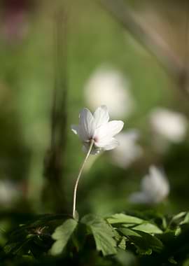 Delicate White Anemone Flower