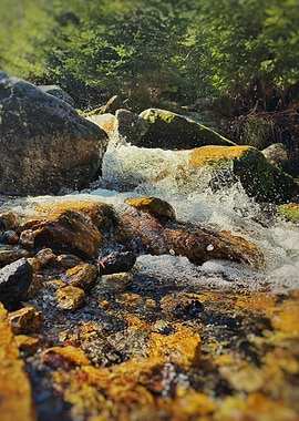 Rushing Mountain Stream Over Rocks