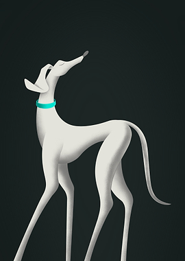 Elegant White Greyhound with Teal Collar