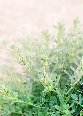 Green Plant with Buds