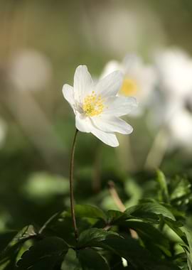 White Anemone Flower in Sunlight