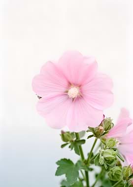 Delicate Pink Hollyhock Flower