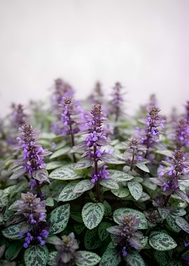 Purple Flowers and Green Leaves