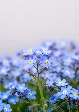 Delicate Blue Forget-Me-Nots