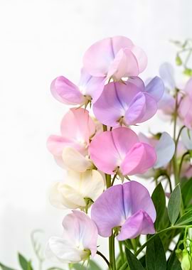 Sweet Pea Flowers